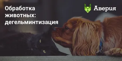 Глисты у кошек и собак. Симптомы и лечение