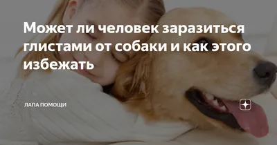 Может ли человек заразиться глистами от собаки и как этого избежать | Лапа  помощи | Дзен