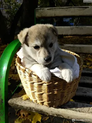 Шпицеобразні