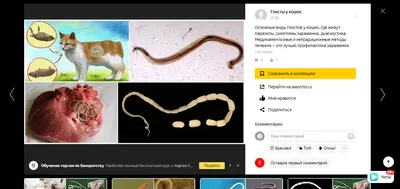 Глисты у собак виды (59 фото) - картинки sobakovod.club
