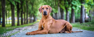 Как понять, что у собаки глисты: симптомы, лечение, профилактика -  Зоомагазин MasterZoo