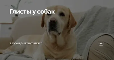 Глисты у собак | Блог о щенках и собаках ^;^ | Дзен