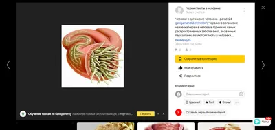 Глисты у кошек, причины, симптомы, лечение - ветклиника \"в Добрые Руки\"