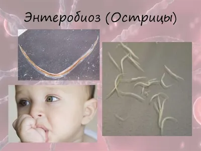 Глисты у кошек и собак. Симптомы и лечение