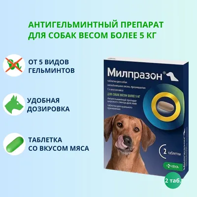 Весной всплывет тема собачьих фекалий»: чем опасны экскременты животных?  Самые популярные заблуждения | Хаски по имени Мани | Дзен