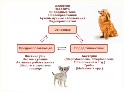 Отит у собак | Симптомы и лечение