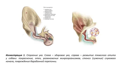 Как лечить отит у собак? лечим наружный, средний и внутренний отит