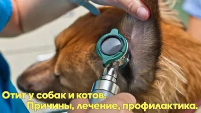 Ветклиника «АЛЬФА-ВЕТ» on Instagram: \"Отит у собак 🐶 Отит -  распространенное заболевание у собак, при котором происходит воспаление  наружного, среднего и внутреннего уха. ☝Симптомы отита могут включать в  себя: постоянное трение питомцами