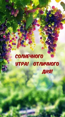 71+] Доброе утро отличного дня картинки