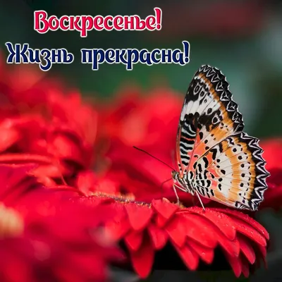 Картинка отличного воскресенья - GreetCard.ru