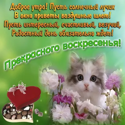 Замечательная картинка чудесного воскресенья - GreetCard.ru