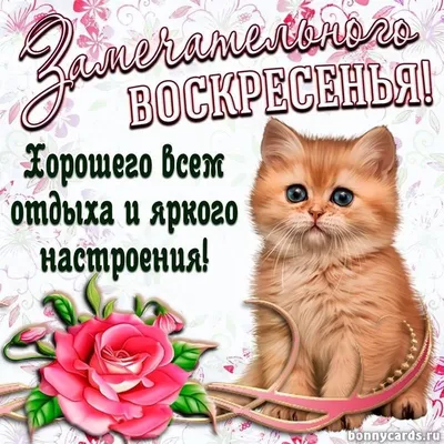 С добрым воскресным утром! Классных выходных! Отличного воскресенья!  Позитивчик для друзей!☕💃🏻 | Бой-Баба | Дзен