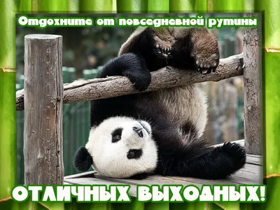 С добрым утром и отличных выходных! #ЧувГУ | ЧГУ им. И.Н. Ульянова | ЧувГУ  | ВКонтакте