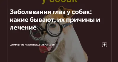 Основные болезни глаз у мопсов. Методы профилактики и лечения. | 🐶Собачья  жизнь🐱 | Дзен