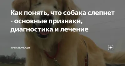 ᐈ ХОККАЙДО: всё о породе собак — KOUFUKUNA❤️INU