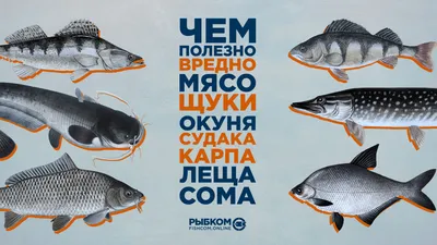 10 самых полезных видов рыбы! Что Важно знать для здоровья! | Aleksandr  Grishin 9286 | Дзен