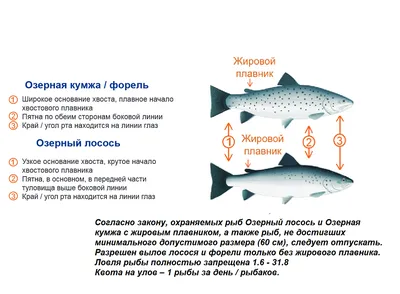 Показатели порчи рыбы