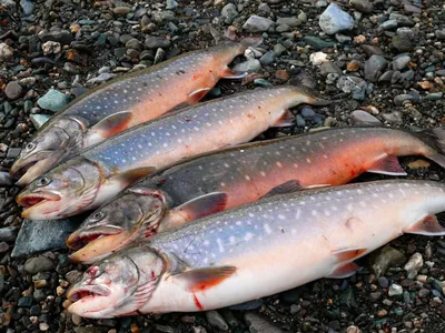 Рыбы вод Украины / Форель озерная (Salmo trutta morfa lacustris (Linnaeus,  1758))