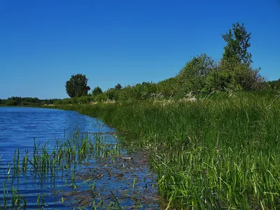 Новосибирский район, Озеро Старица — 2ГИС