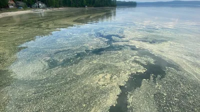 Вода цветет и пахнет: озеро Тургояк в Челябинской области покрылось зеленой  пленкой