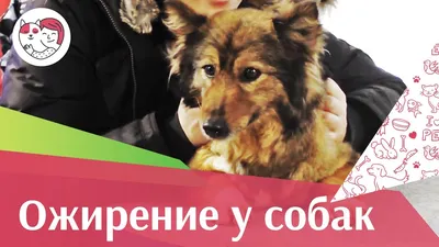 Как определить, есть ли лишний вес у собаки? | Royal Canin