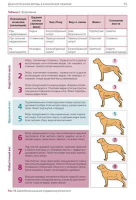 Ожирение у собак | Блог зоомагазина Zootovary.com