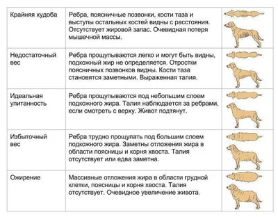 Ожирение у собак: что делать, если ваш питомец толстеет? | Dog Breeds | Дзен