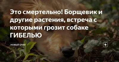 Собака попала в борщевик: куда бежать, что делать и что не делать |  ВКонтакте