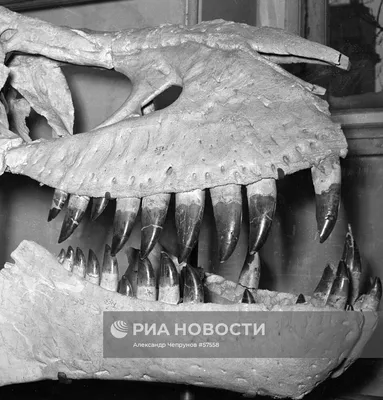 UrixBlog.com » Paleontological Museum (russian)