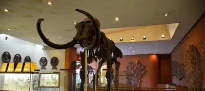 UrixBlog.com » Paleontological Museum (russian)