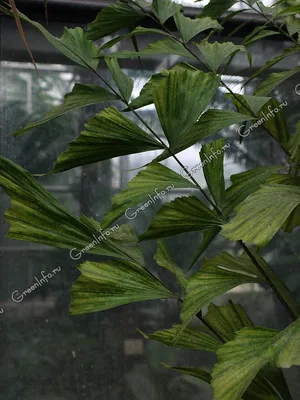 Caryota mitis variegated / Кариота митис вариегатная, Кариота нежная, или  мягкая, “Рыбий хвост” 30-50-100