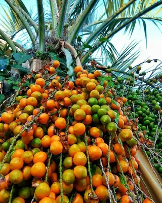 Palm tree. Sochi. Spring. Nature. | Пальмы, Природа, Сочи