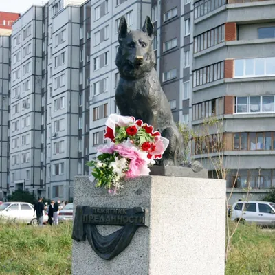 Самому верному псу, научившему нас любви и преданности». В Тольятти стоит  памятник верности овчарке, ждавшей 7 лет своих хозяев | Собакин город | Дзен