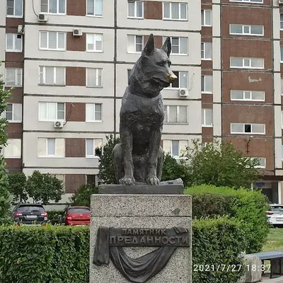 Уже несколько лет главной достопримечательностью Тольятти считается не  только гигант \"АвтоВАЗ\", но и малоприметный памятник собаке на окр… | Собаки,  Памятник, Город