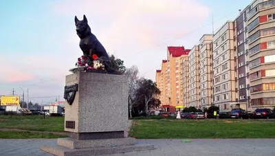 Памятник преданности в Тольятти.Памятник верному псу.\"Русский Хатико\"🐕. |  Всего понемногу). | Дзен