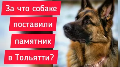 Музей Собаки - Памятник Преданности, г.Тольятти Самый... | Facebook