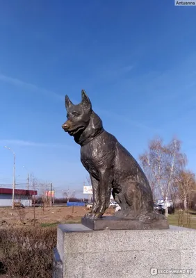 Фото: Памятник Преданности, памятник, мемориал, Самарская область, Тольятти,  улица Льва Яшина — Яндекс Карты