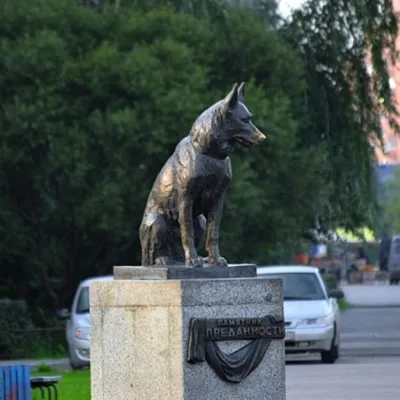 Моя собака желает познакомиться