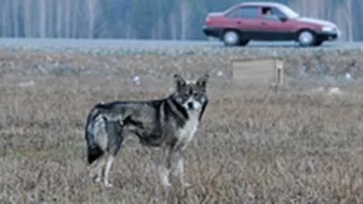 Памятник преданности в Тольятти, Южное ш. - фото, отзывы, рейтинг, телефон  и адрес