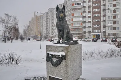 В Ростове-на-Дону у торгового центра Горизонт установили памятник собаке  Елизавете | Кто Главный