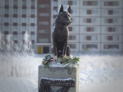 Памятники для животных | Ritual — Памятники Константин