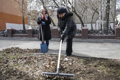 Памятник бездомной собаке