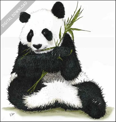 Stock Art Drawing of a Giant Panda - inkart