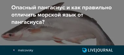 Купить Пангасиус Краснодар оптом и в розницу по низкой цене