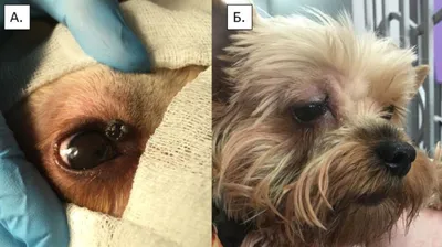 Глазные болезни собак - консультации ветврача-офтальмолога Комарова С.В. -  Страница 24 - Кожные заболевания, аллергия, уши, глаза, подушечки лап -  Лабрадор.ру собаки - ретриверы