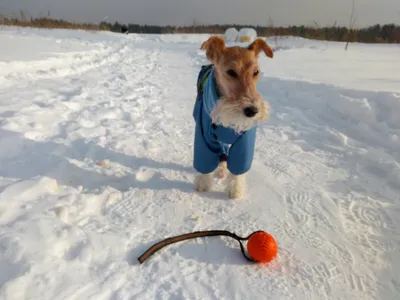 Собака с пододерматитом. Клинический подход. Часть 3.