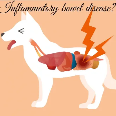 Презентация на тему: \"ПАРАФИМОЗ (Paraphimosis) Парафимоз: ущемление  полового члена на его протяжении препуциальным кольцом.\". Скачать бесплатно  и без регистрации.