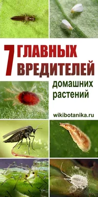 7 главных вредителей домашних растений | Растения, Домашние растения,  Возвышенные огороды