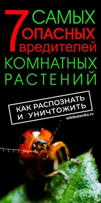 7 самых опасных вредителей комнатных растений. Как распознать и уничтожить  | Растения, Комнатные растения, Выращивание орхидей