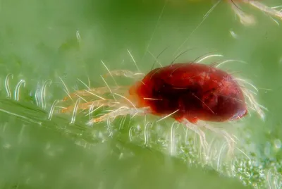 Паутинный клещ - вредитель домашних растений :: myPlants